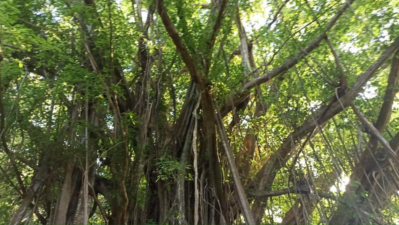 فيلا Tiki House بورا بورا المظهر الخارجي الصورة